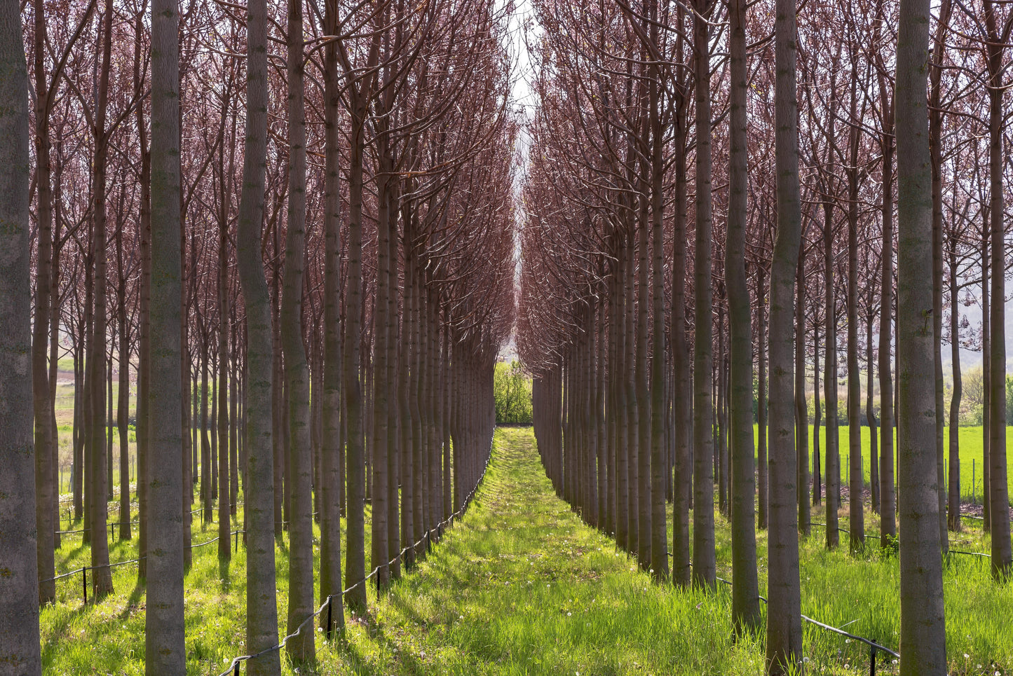 Paulownia - Jungpflanzen-Anzucht