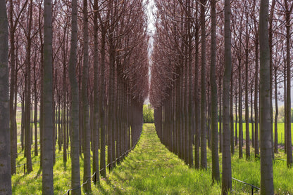 Paulownia - Jungpflanzen-Anzucht