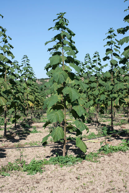 Paulownia-Turbo-Energie -> Energieholz-Anteile