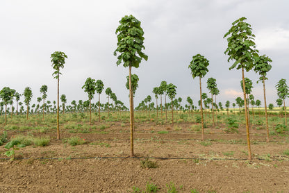 Paulownia-Mix" Wert- & Energie-Holz-Anteile