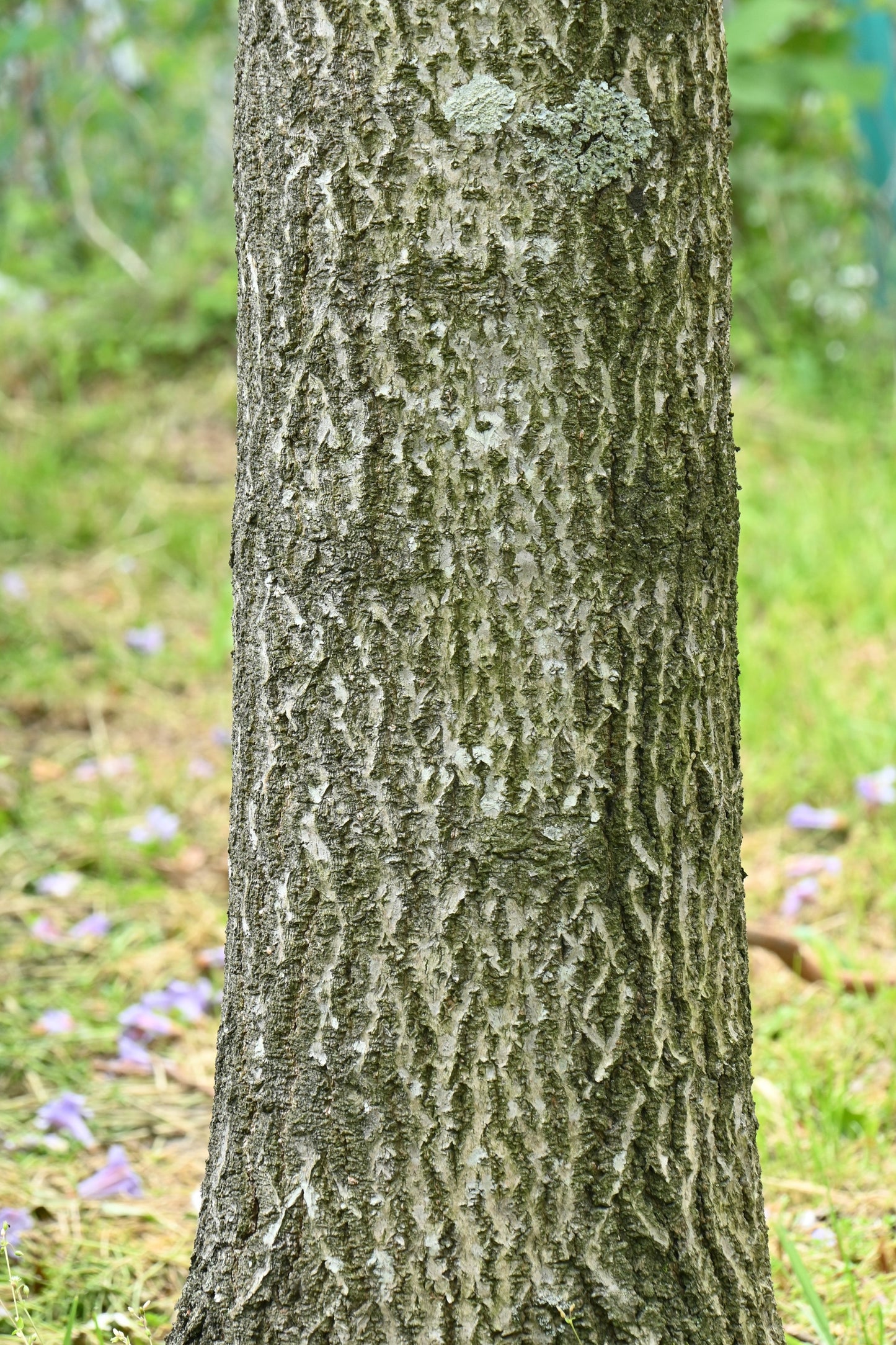 Paulownia - Jungpflanzen-Anzucht