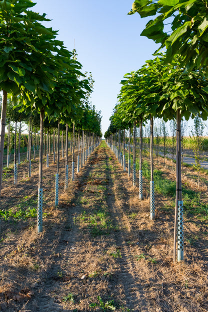 Paulownia - Express - Wertholz - Anteile